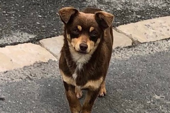 Alerta descoberta Cão Fêmea Floirac France