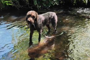 Alerta descoberta Cão  Desconhecido , 6 anos Bignan France