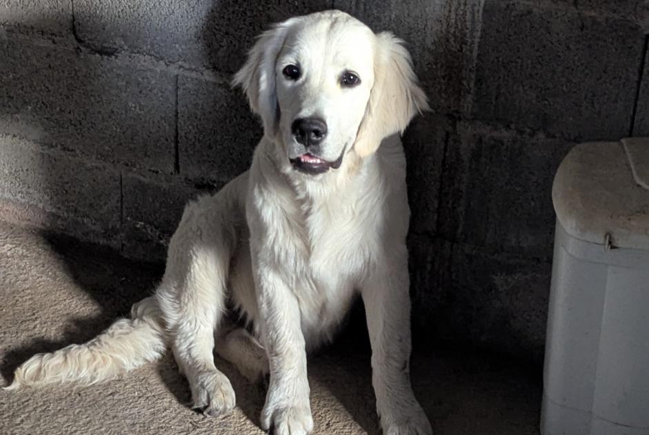 Alerta descoberta Cão  Macho Saint-Mars-la-Réorthe France