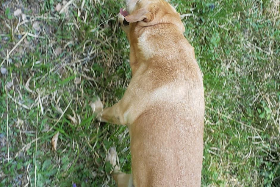 Alerta descoberta Cão  Macho Pierre-Percée France