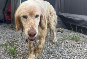 Alerta descoberta Cão Macho Bordères-sur-l'Échez France