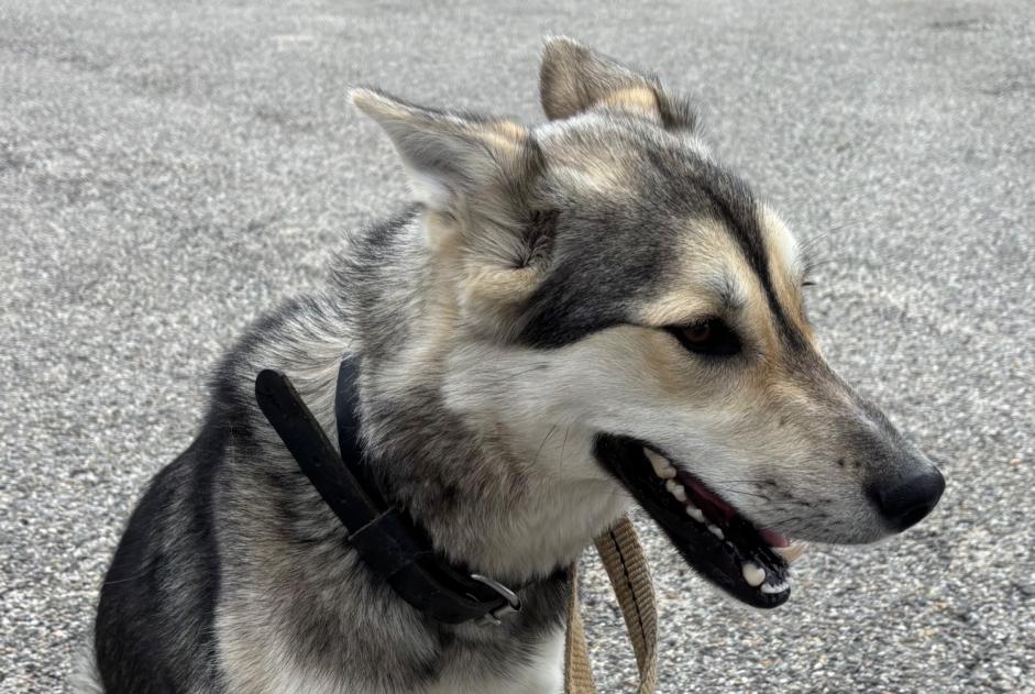 Alerta descoberta Cão cruzamento  Desconhecido Lalouvesc France