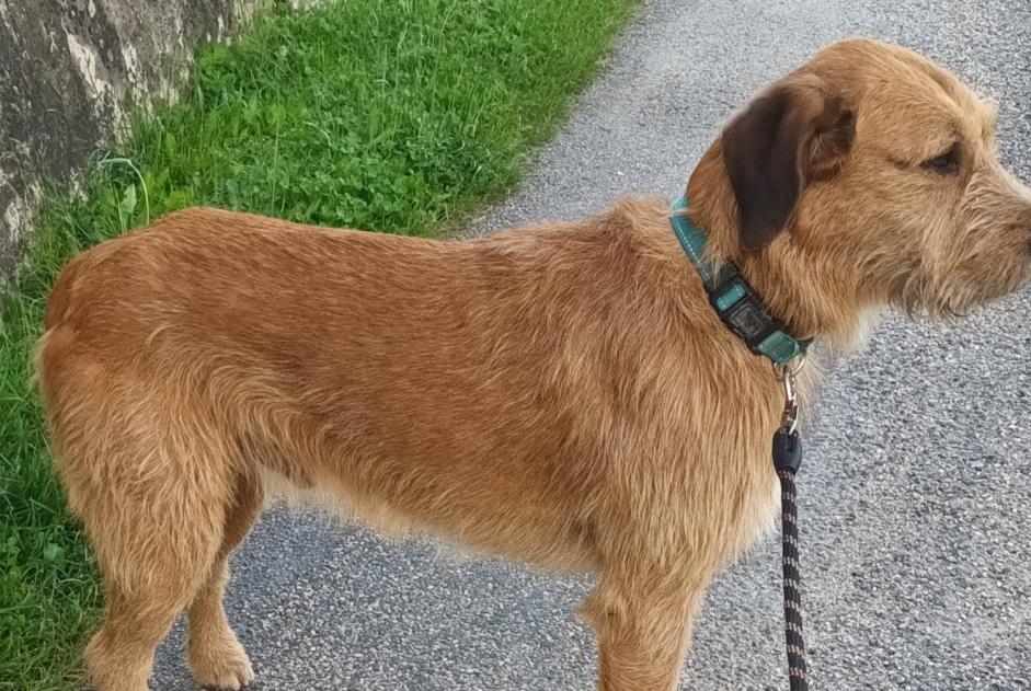 Alerta descoberta Cão  Macho Dieulefit France