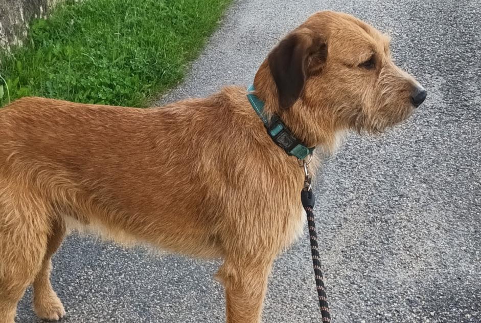 Alerta descoberta Cão  Macho Dieulefit France