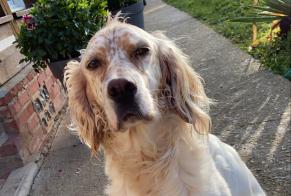 Alerta desaparecimento Cão  Fêmea , 7 anos Saint-Sylvestre-de-Cormeilles France