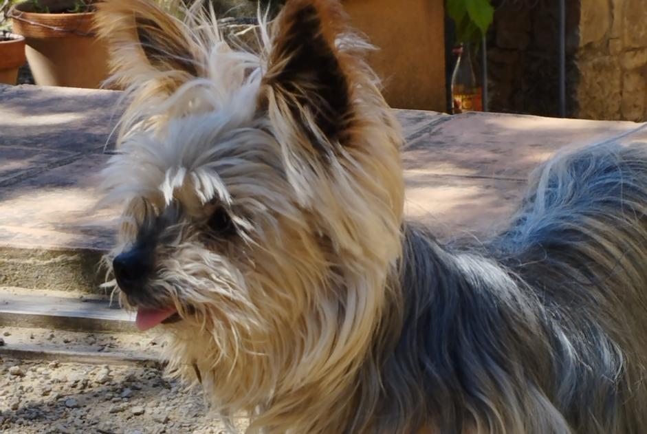 Alerta desaparecimento Cão  Fêmea , 16 anos Entrecasteaux France