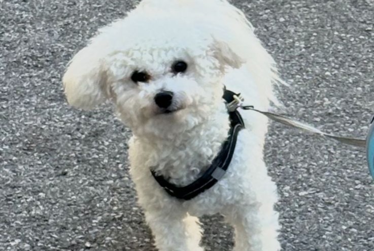 Alerta desaparecimento Cão  Macho , 1 anos Nice France