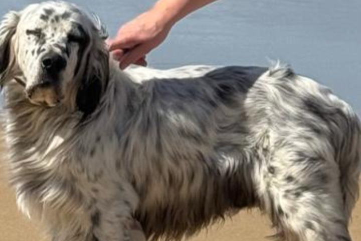 Alerta desaparecimento Cão  Macho , 25 anos Larrau France