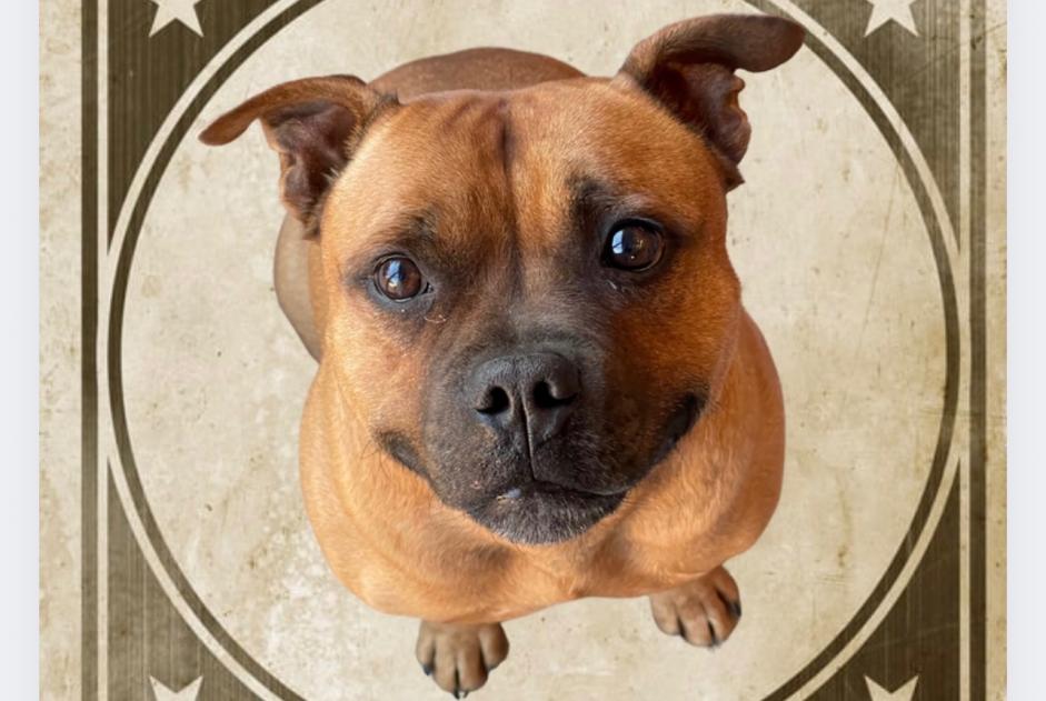 Alerta desaparecimento Cão  Macho , 7 anos Gap France
