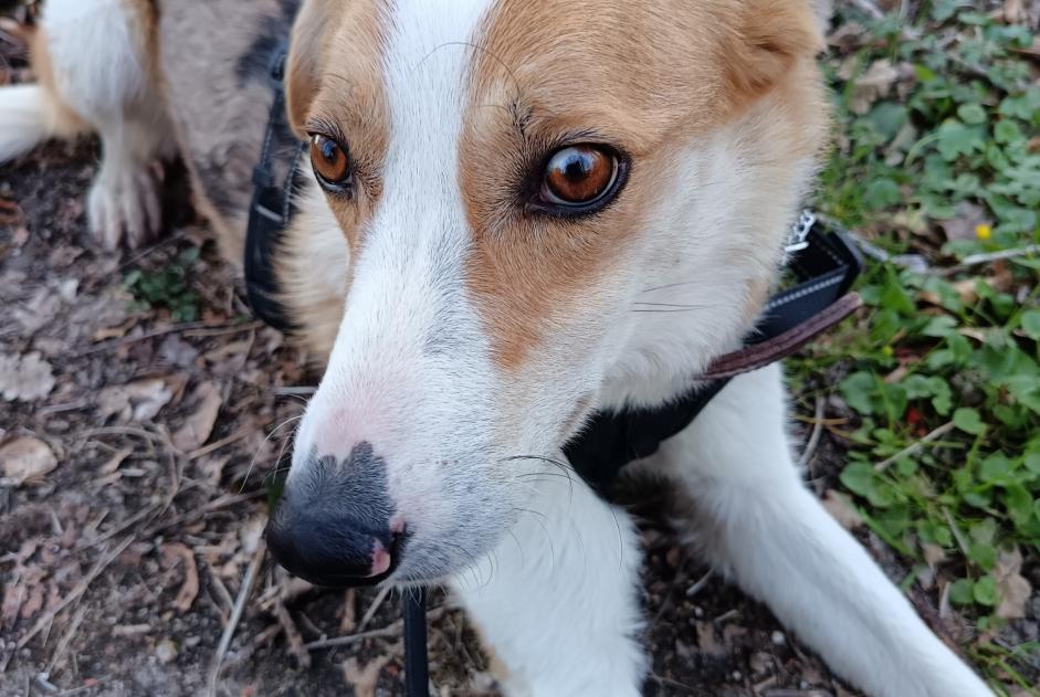 Alerta desaparecimento Cão cruzamento  Macho , 3 anos Saint-Pierre-la-Bourlhonne France
