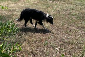 Alerta descoberta Cão cruzamento  Macho Banyuls-dels-Aspres France