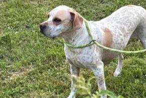 Alerta descoberta Cão  Fêmea Chamberet France