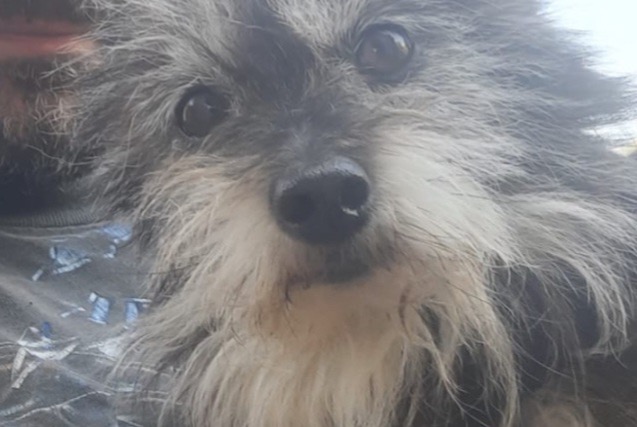 Alerta desaparecimento Cão cruzamento  Fêmea , 6 anos Massy France
