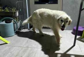 Alerta descoberta Cão  Fêmea Chemillé-en-Anjou France