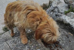 Alerta descoberta Cão Desconhecido Caromb France