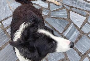 Alerta descoberta Cão Desconhecido Dournazac France