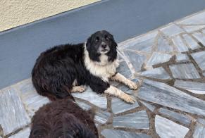 Alerta descoberta Cão Desconhecido Dournazac France
