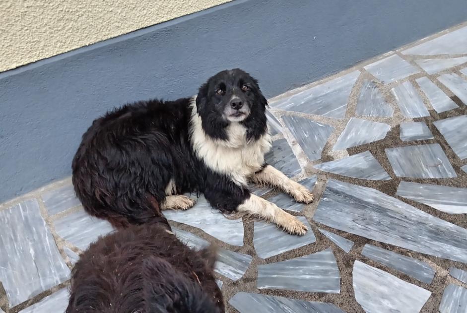 Alerta descoberta Cão Desconhecido Dournazac France