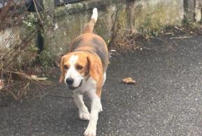 Alerta descoberta Cão  Desconhecido Bordeaux France