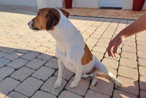 Alerta descoberta Cão  Macho Angles France