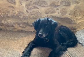 Alerta descoberta Cão cruzamento  Fêmea Mertzwiller France