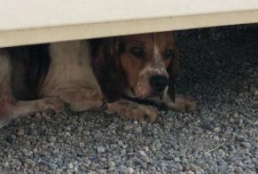 Alerta descoberta Cão  Desconhecido Solaro France