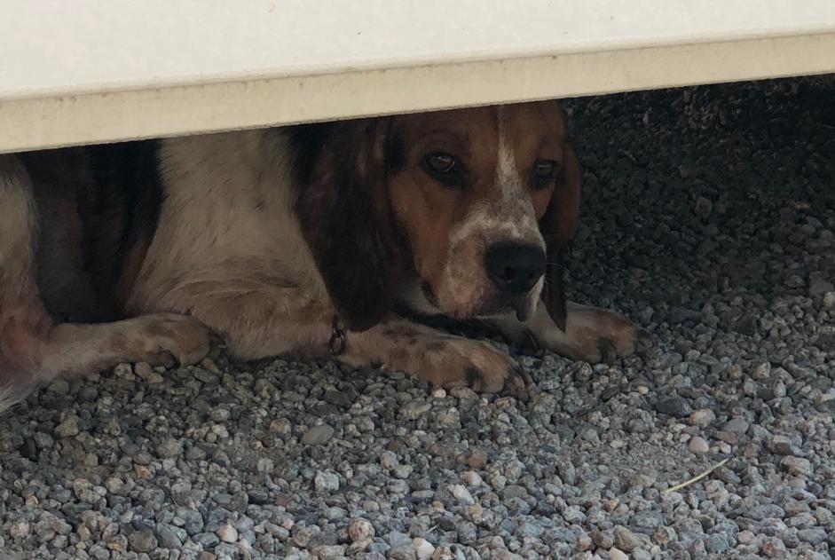 Alerta descoberta Cão  Desconhecido Solaro France