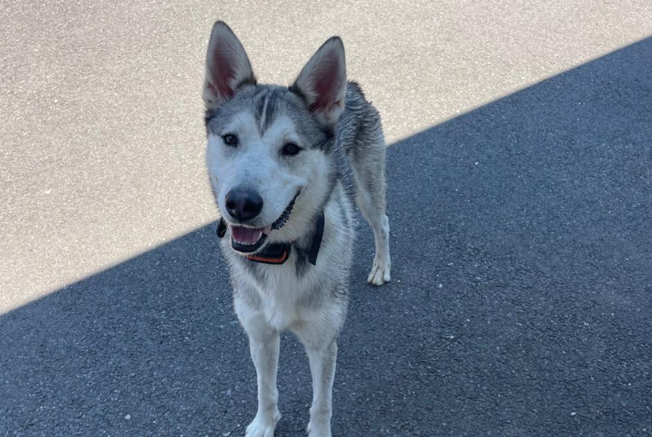 Alerta descoberta Cão  Macho Chavanod France