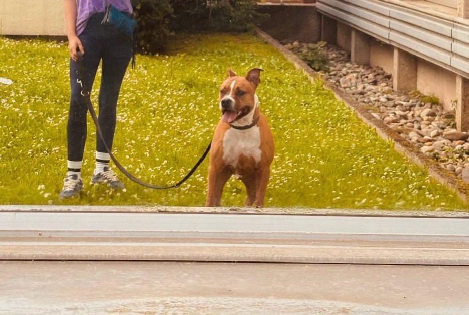 Alerta desaparecimento Cão  Macho , 7 anos Toulouse France