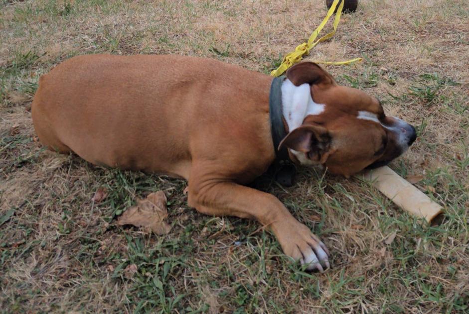 Alerta desaparecimento Cão  Macho , 7 anos Toulouse France