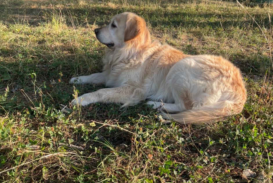 Alerta descoberta Cão  Macho Flourens France