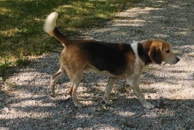 Alerta descoberta Cão cruzamento  Macho Saint-Sozy France