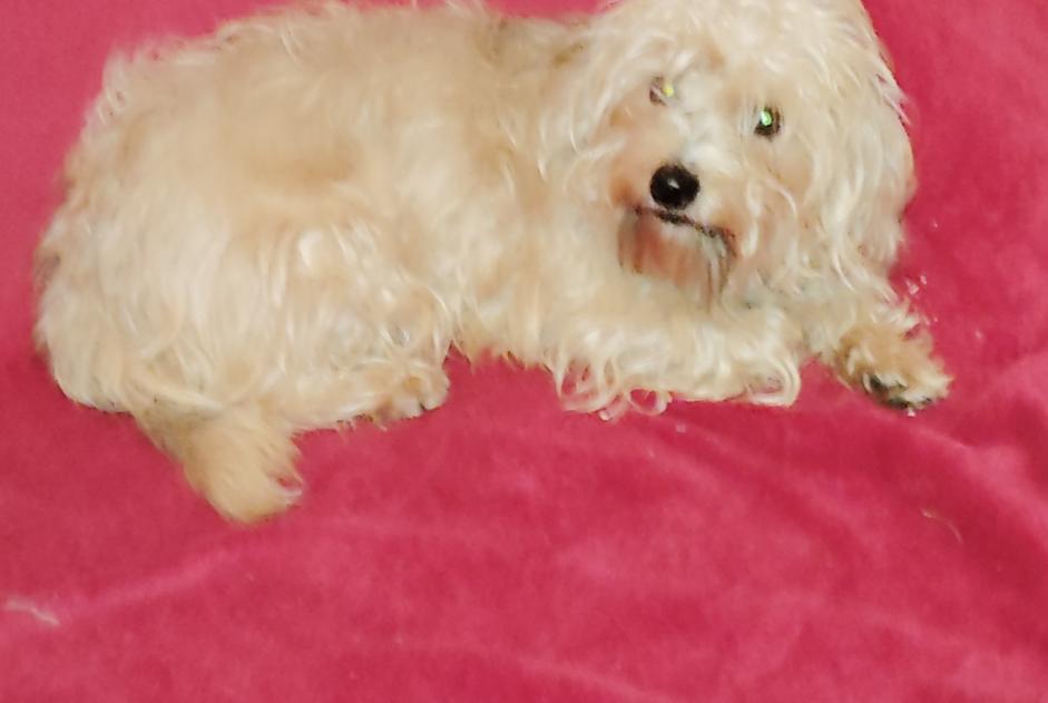 Alerta desaparecimento Cão cruzamento  Fêmea , 3 anos Saint-Saturnin-de-Lucian France