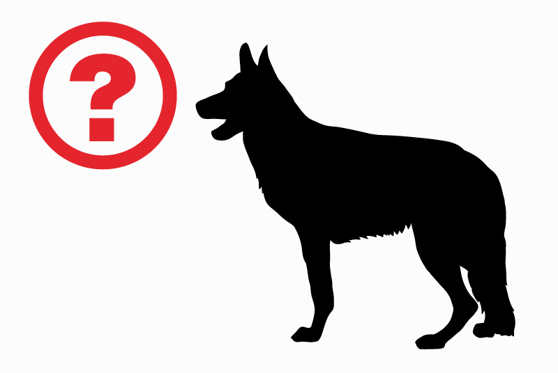 Discovery alert Dog  Unknown , 7 years Auneau-Bleury-Saint-Symphorien France